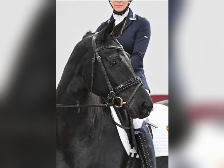 Deutsches Sportpferd Stute 5 Jahre 165 cm Rappe in SteinenbronnSteinenbronn