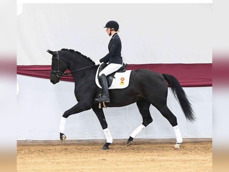 Deutsches Sportpferd Stute 5 Jahre 165 cm Rappe in SteinenbronnSteinenbronn