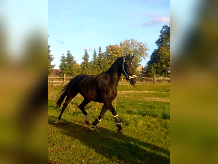 Deutsches Sportpferd Stute 5 Jahre 165 cm Rappe in Schipkau Schipkau