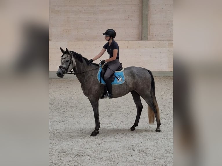 Deutsches Sportpferd Stute 5 Jahre 165 cm Schimmel in Sebnitz