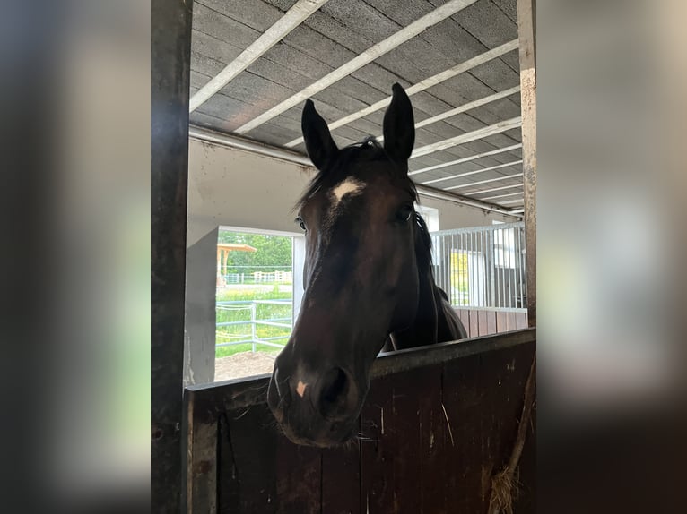 Deutsches Sportpferd Stute 5 Jahre 165 cm Schwarzbrauner in Kirchroth