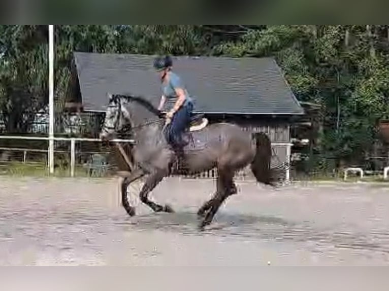 Deutsches Sportpferd Stute 5 Jahre 166 cm Apfelschimmel in Bennewitz Deutsches Sportpferd Stute 5 Jahre 166 cm Apfelschimmel in Bennewitz