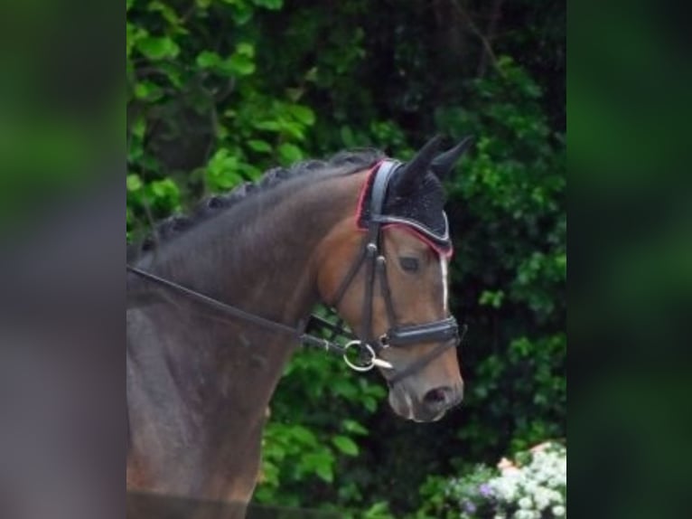 Deutsches Sportpferd Stute 5 Jahre 166 cm Brauner in Finsing