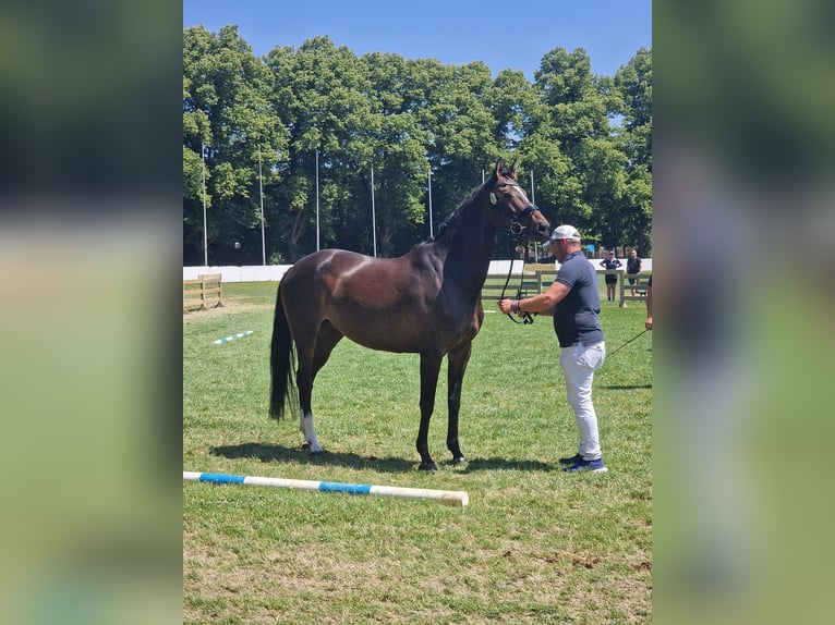 Deutsches Sportpferd Stute 5 Jahre 166 cm Brauner in Finsing
