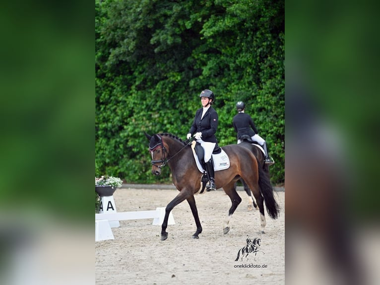 Deutsches Sportpferd Stute 5 Jahre 166 cm Brauner in Finsing