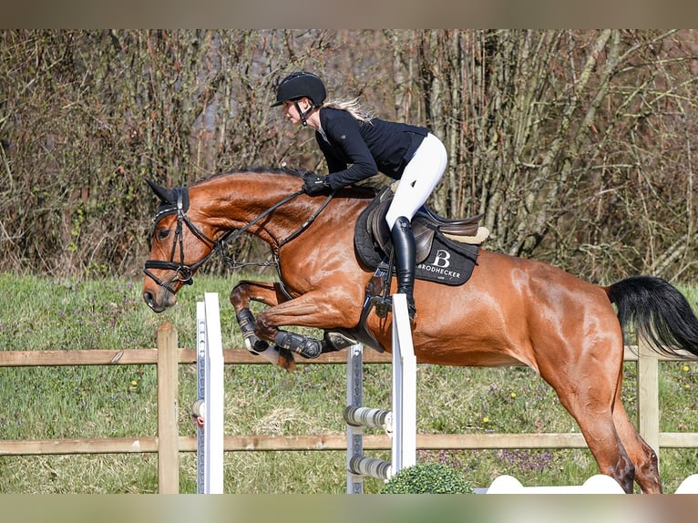 Deutsches Sportpferd Stute 5 Jahre 166 cm Brauner in Riedstadt