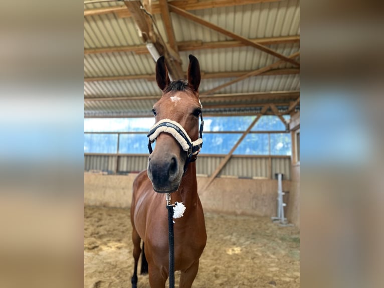 Deutsches Sportpferd Stute 5 Jahre 166 cm Brauner in Ennigerloh