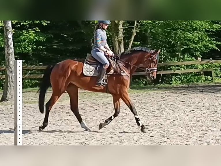 Deutsches Sportpferd Stute 5 Jahre 166 cm Brauner in Braunschweig