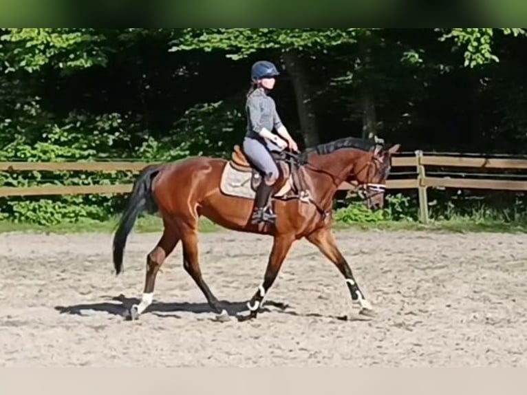 Deutsches Sportpferd Stute 5 Jahre 166 cm Brauner in Braunschweig