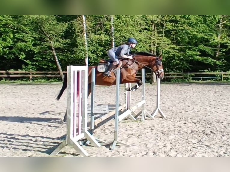 Deutsches Sportpferd Stute 5 Jahre 166 cm Brauner in Braunschweig