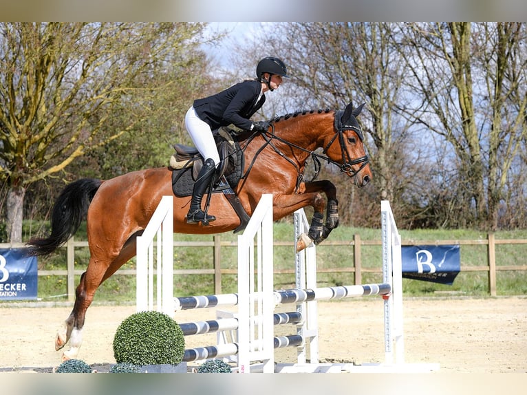 Deutsches Sportpferd Stute 5 Jahre 166 cm Brauner in Riedstadt