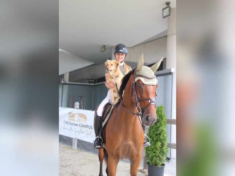 Deutsches Sportpferd Stute 5 Jahre 166 cm Brauner in Montabaur