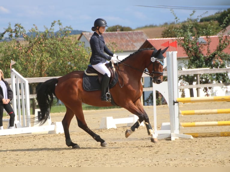 Deutsches Sportpferd Stute 5 Jahre 166 cm Brauner in Montabaur