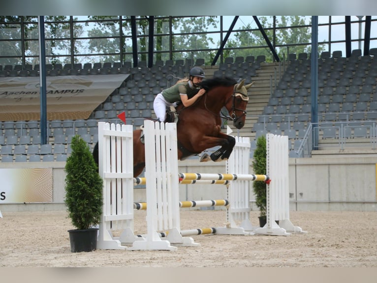 Deutsches Sportpferd Stute 5 Jahre 166 cm Brauner in Montabaur