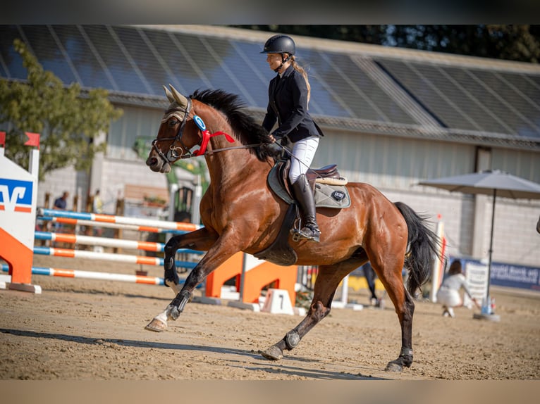 Deutsches Sportpferd Stute 5 Jahre 166 cm Brauner in Montabaur