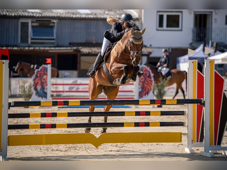 Deutsches Sportpferd Stute 5 Jahre 166 cm Brauner in Montabaur