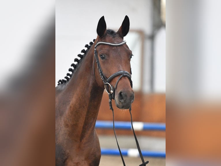 Deutsches Sportpferd Stute 5 Jahre 166 cm Brauner in Gomadingen