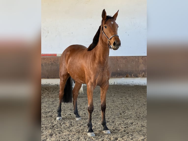Deutsches Sportpferd Stute 5 Jahre 166 cm Brauner in Erharting