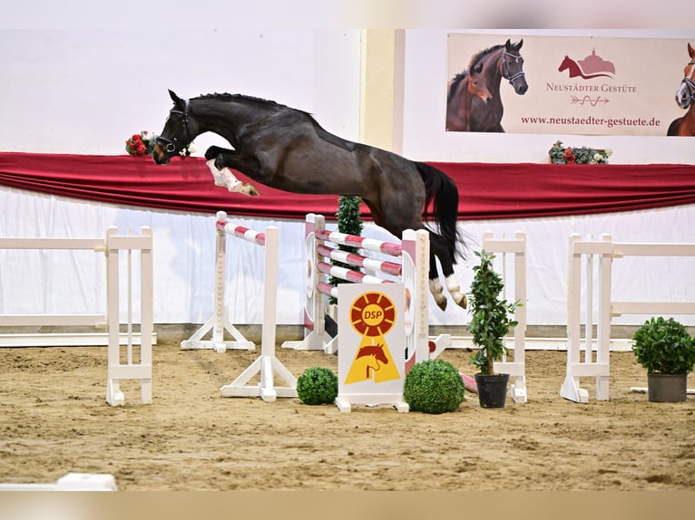 Deutsches Sportpferd Stute 5 Jahre 166 cm Dunkelbrauner in Wulkow