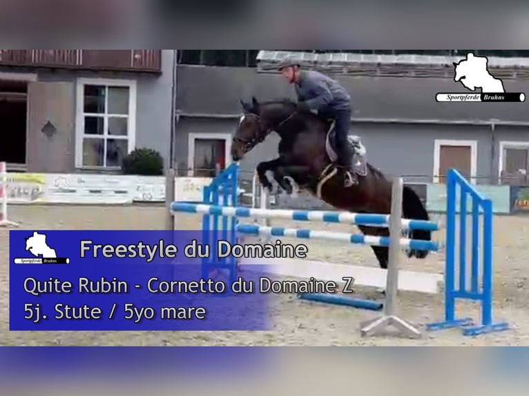 Deutsches Sportpferd Stute 5 Jahre 166 cm Dunkelbrauner in Gadow
