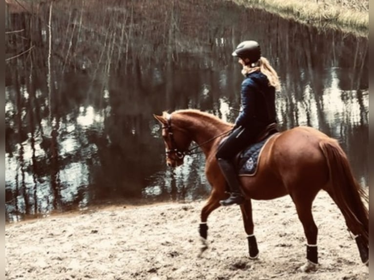 Deutsches Sportpferd Stute 5 Jahre 166 cm Fuchs in Langerwisch