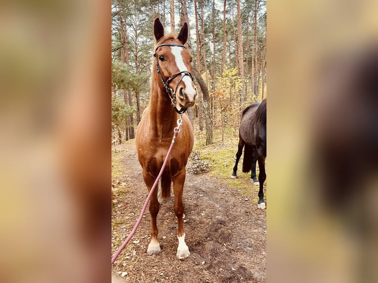 Deutsches Sportpferd Stute 5 Jahre 166 cm Fuchs in Langerwisch