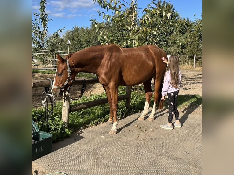 Deutsches Sportpferd Stute 5 Jahre 166 cm Fuchs in Langerwisch