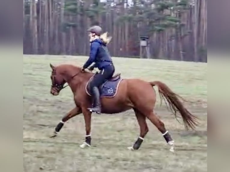 Deutsches Sportpferd Stute 5 Jahre 166 cm Fuchs in Langerwisch