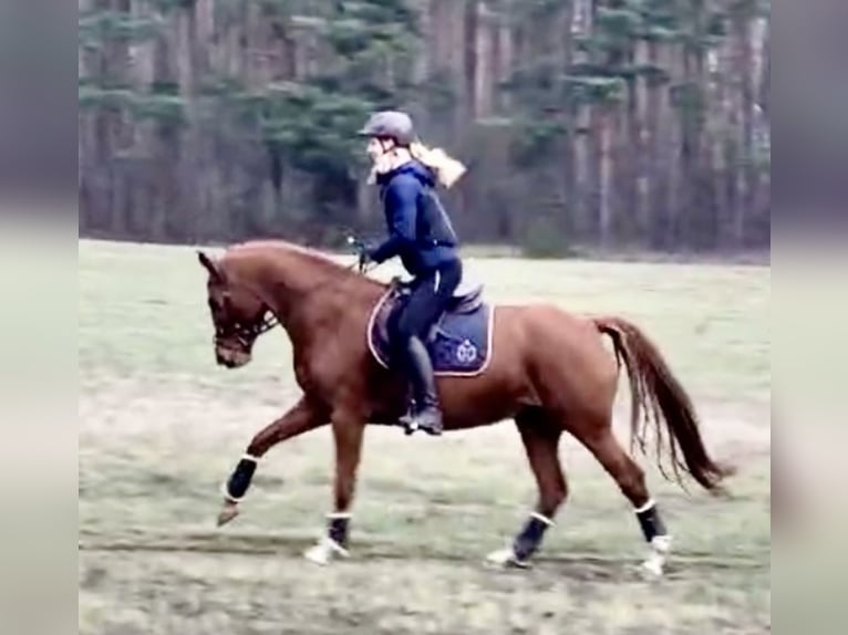 Deutsches Sportpferd Stute 5 Jahre 166 cm Fuchs in Langerwisch