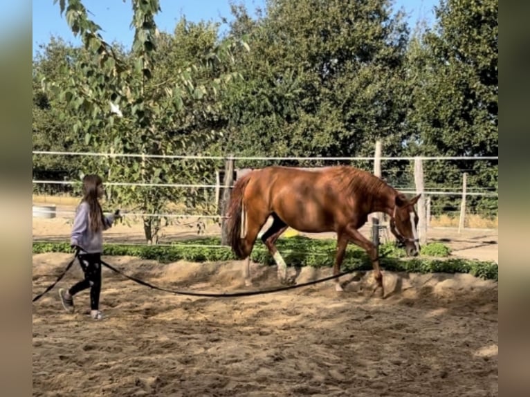 Deutsches Sportpferd Stute 5 Jahre 166 cm Fuchs in Langerwisch