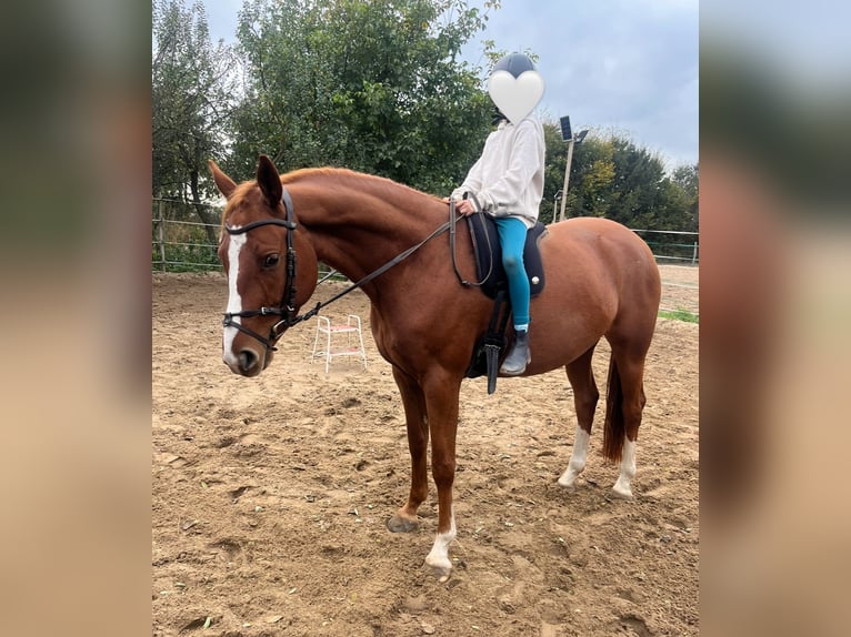 Deutsches Sportpferd Stute 5 Jahre 166 cm Fuchs in Langerwisch
