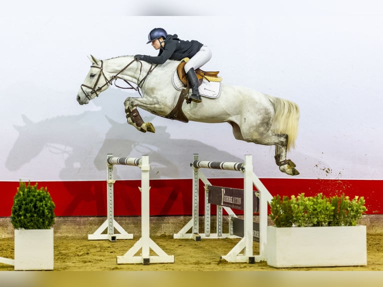 Deutsches Sportpferd Stute 5 Jahre 166 cm Kann Schimmel werden in Waddinxveen