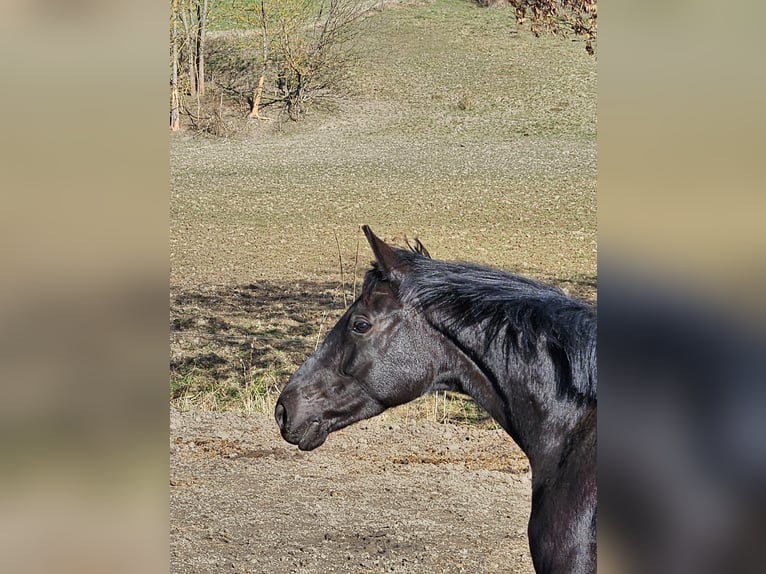 Deutsches Sportpferd Stute 5 Jahre 166 cm Rappe in Zeulenroda Triebes