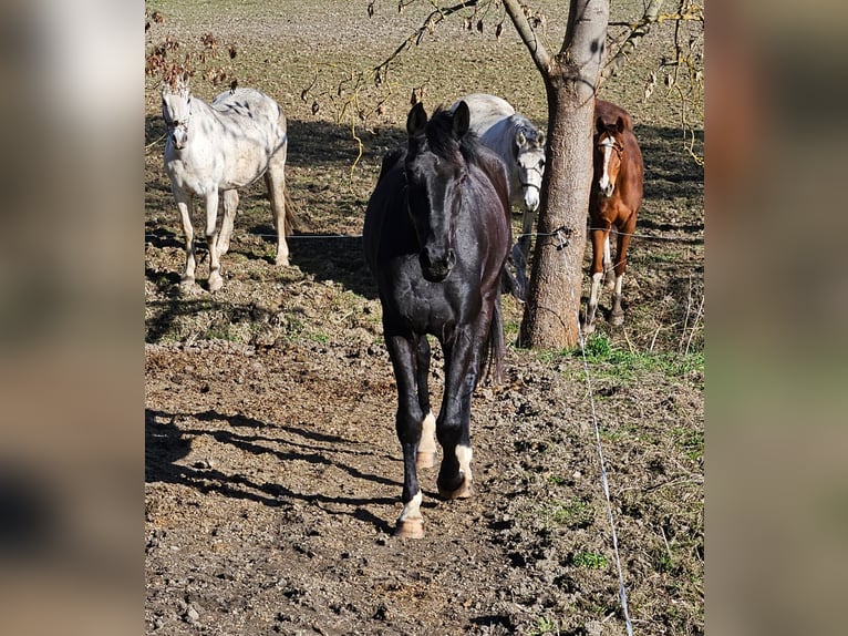 Deutsches Sportpferd Stute 5 Jahre 166 cm Rappe in Zeulenroda Triebes