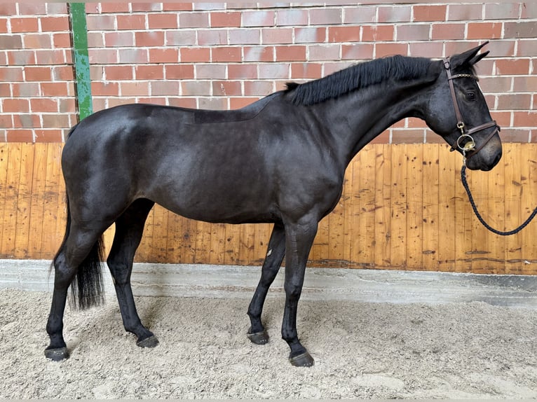 Deutsches Sportpferd Stute 5 Jahre 166 cm Rappe in Horstmar Deutsches Sportpferd Stute 5 Jahre 166 cm Rappe in Horstmar