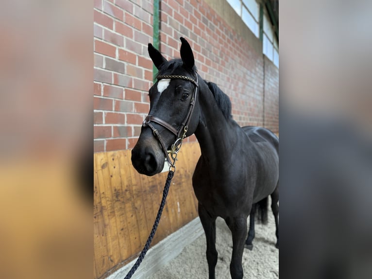 Deutsches Sportpferd Stute 5 Jahre 166 cm Rappe in Horstmar Deutsches Sportpferd Stute 5 Jahre 166 cm Rappe in Horstmar