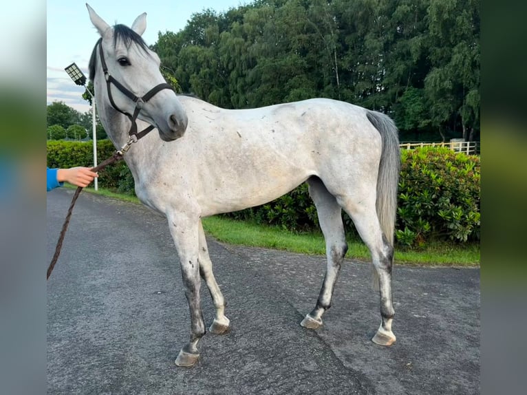 Deutsches Sportpferd Stute 5 Jahre 166 cm Schimmel in Thuine