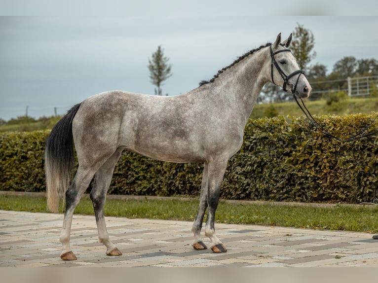 Deutsches Sportpferd Stute 5 Jahre 166 cm Schimmel in Gomadingen