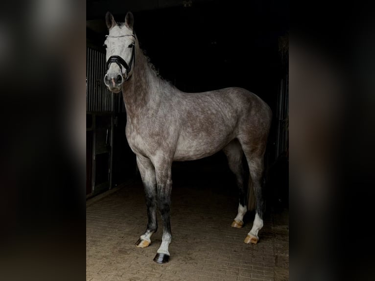 Deutsches Sportpferd Stute 5 Jahre 167 cm Apfelschimmel in Schönwalde