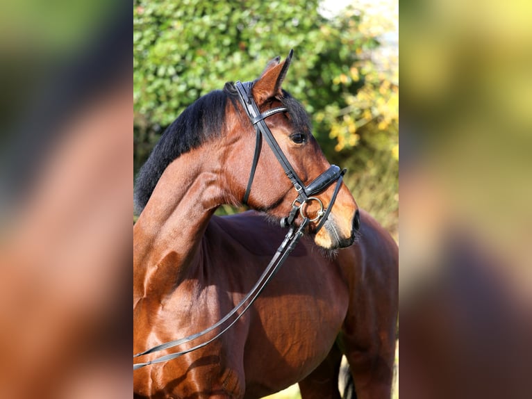Deutsches Sportpferd Stute 5 Jahre 167 cm Brauner in Schwäbisch Hall