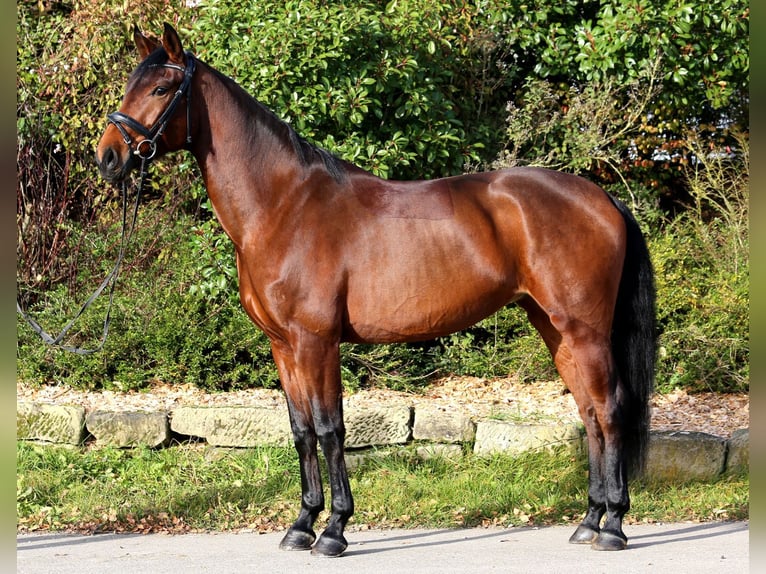 Deutsches Sportpferd Stute 5 Jahre 167 cm Brauner in Schwäbisch Hall