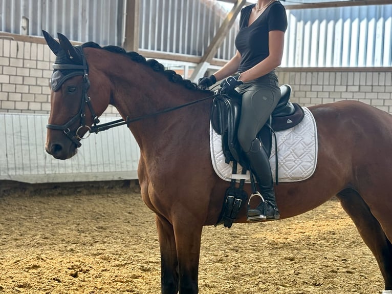 Deutsches Sportpferd Stute 5 Jahre 167 cm Brauner in B&#xF6;nen