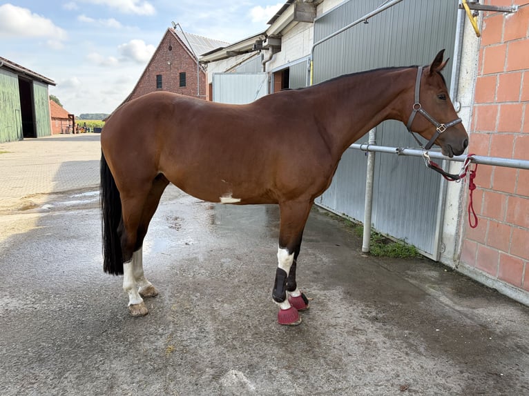 Deutsches Sportpferd Stute 5 Jahre 167 cm Brauner in Borken