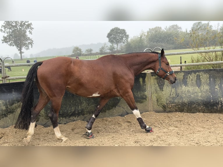 Deutsches Sportpferd Stute 5 Jahre 167 cm Brauner in Borken