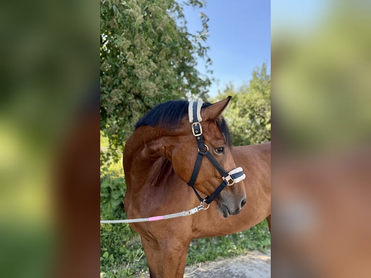 Deutsches Sportpferd Stute 5 Jahre 167 cm Brauner in Grevenbroich