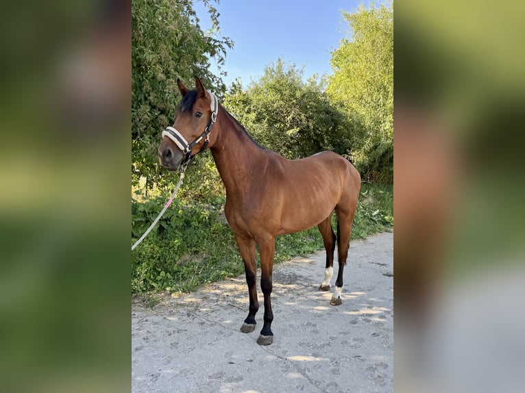 Deutsches Sportpferd Stute 5 Jahre 167 cm Brauner in Grevenbroich