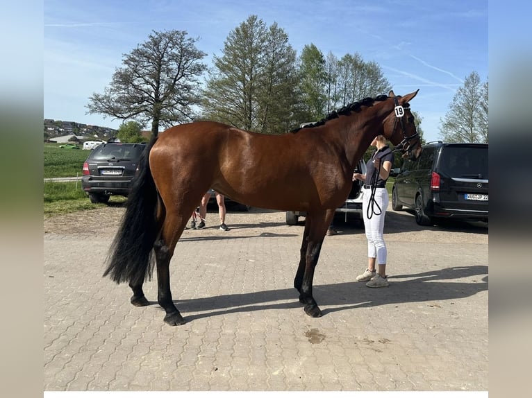 Deutsches Sportpferd Stute 5 Jahre 167 cm Brauner in Hallbergmoos