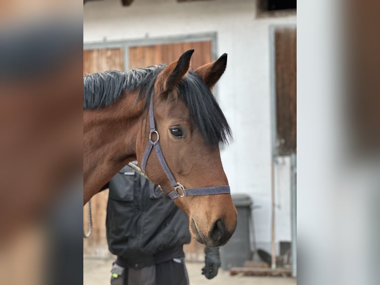 Deutsches Sportpferd Stute 5 Jahre 167 cm Brauner in Hallbergmoos