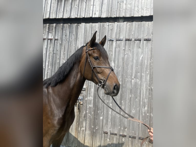 Deutsches Sportpferd Stute 5 Jahre 167 cm Brauner in Wangen im Allg&#xE4;u