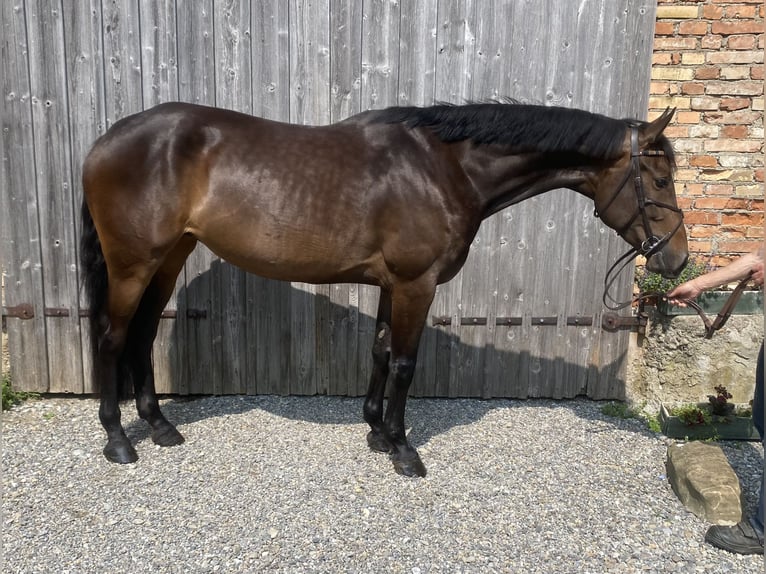 Deutsches Sportpferd Stute 5 Jahre 167 cm Brauner in Wangen im Allg&#xE4;u